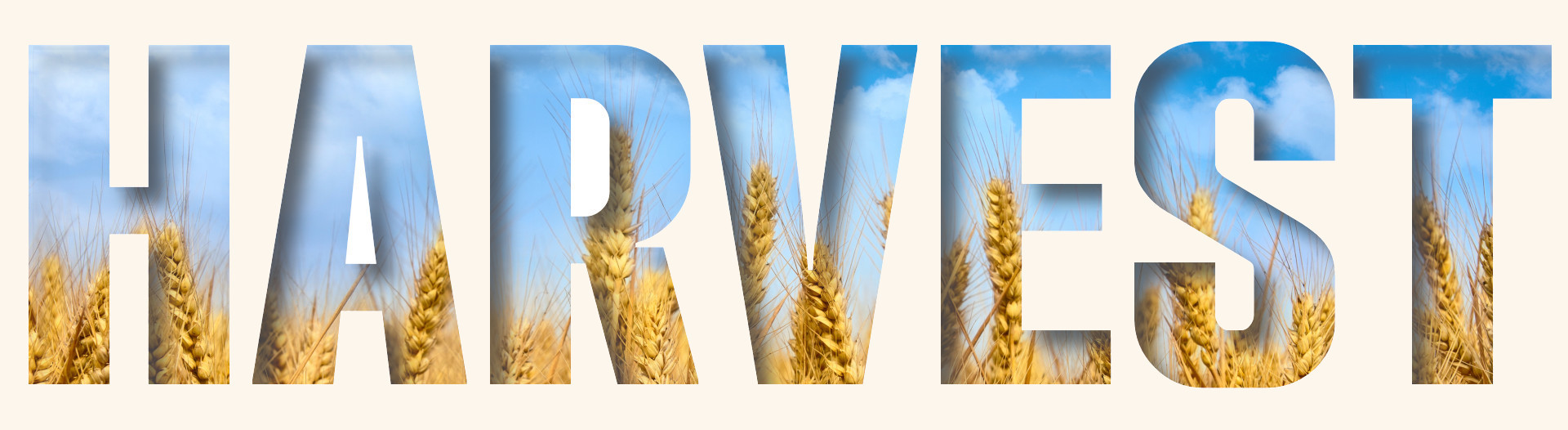 Wheat Harvest Photo